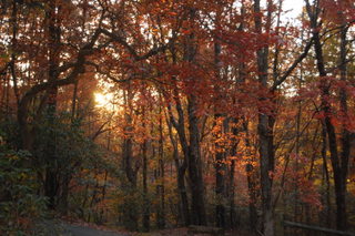 pisgah forest 